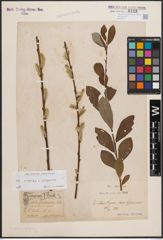 Foto von Salix cinerea L. x Salix purpurea L.